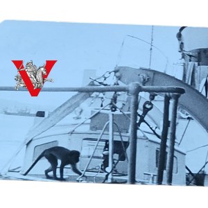 Navy, ORP Garland, Cita monkey on Polish destroyer