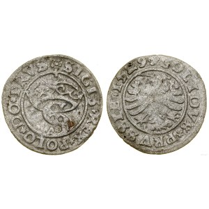Polska, szeląg, 1529, Toruń