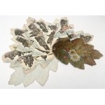 Souvenir from Warsaw / Souvenir de Varsovie - Carl Sommer, Miodowa 4