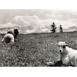 Puchalski Włodzimierz ( 1909 - 1979), Sheep, Goat, Capricorn - Set of 5 photographs on postcard paper Published by Książnica Atlas, Lviv 1939