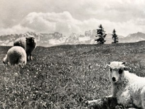 Puchalski Włodzimierz ( 1909 - 1979), Owce, Kozica, Koziorożec - Zestaw 5 fotografii na papierze pocztówkowym Wyd. Książnica Atlas, Lwów 1939