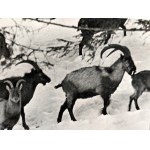 Puchalski Włodzimierz ( 1909 - 1979), Sheep, Goat, Capricorn - Set of 5 photographs on postcard paper Published by Książnica Atlas, Lviv 1939