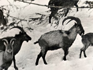 Puchalski Włodzimierz ( 1909 - 1979), Owce, Kozica, Koziorożec - Zestaw 5 fotografii na papierze pocztówkowym Wyd. Książnica Atlas, Lwów 1939