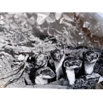 Puchalski Włodzimierz ( 1909 - 1979), Łasica Łaska Set of 3 photographs on postcard paper Wyd. Książnica Atlas, Lviv 1939