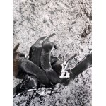 Puchalski Włodzimierz ( 1909 - 1979), Łasica Łaska Set of 3 photographs on postcard paper Wyd. Książnica Atlas, Lviv 1939