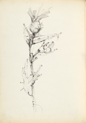 Zdzislaw STANEK (1925-1996), Study of the thistle flower