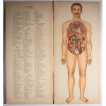 Didattica - VALLARDI - IL CORPO UMANO