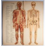 Didattica - VALLARDI - IL CORPO UMANO
