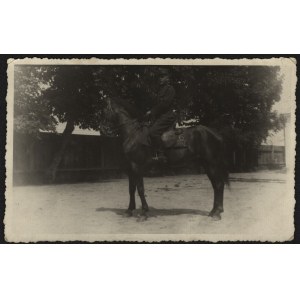 6 Pułk Artylerii Lekkiej] Zaprzęgowy 8 baterii 6 PAL. Kpr. Bronek Migdał. 1938 r.