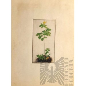 Albrecht DÜRER (1471-1528), „Columbine” - Orlik
