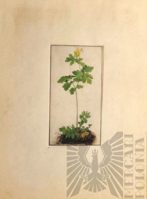 Albrecht DÜRER (1471-1528), 