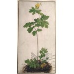 Albrecht DÜRER (1471-1528), „Columbine” - Orlik