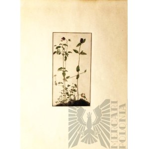 Albrecht DÜRER (1471-1528), „Pansy, Primrose i Pied-d’Alouette” - Bratek, pierwiosnek i ostróżka