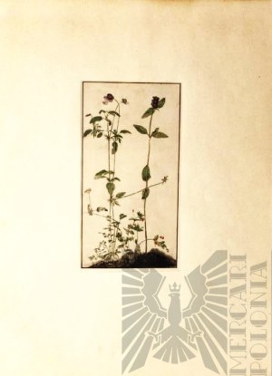 Albrecht DÜRER (1471-1528), 