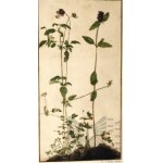 Albrecht DÜRER (1471-1528), „Pansy, Primrose i Pied-d’Alouette” - Bratek, pierwiosnek i ostróżka
