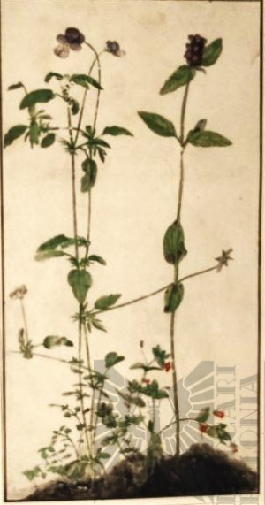 Albrecht DÜRER (1471-1528), 