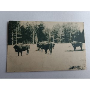 BIAŁOWIEŻA PUSZCZA BIAŁOWIESKA ŻUBR ŻUBRY, STEMPEL, ZNACZEK, 1936 R, WYD PRASA LEŚNA