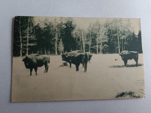 BELOVEZHSKAYA PUSZCZA BIAŁOWIESKA BISON, STAMP, STAMP, 1936, WYD FOREST PRESS
