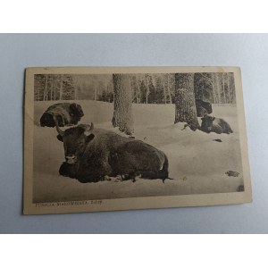 BIAŁOWIEŻA PUSZCZA BIAŁOWIESKA ŻUBR ŻUBRY, STEMPEL, ZNACZEK, 1935 R, NAKŁ BRACI PUSZCZAŃSKIEJ