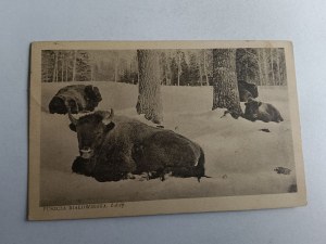 BELOVEZHSKAYA PUSZCZA BIAŁOWIESKA BISON BISON, STAMP, STAMP, 1935, ORDER OF THE FOREST BROTHERS