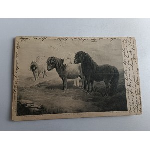 KONIE, KOŃ, KUCE, KUC, KUCYK, STEMPEL KRAKÓW WADOWICE, ZNACZEK, 1903 R, DŁUGI ADRES