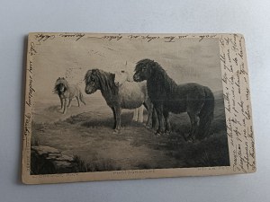 HORSES, HORSE, PONY, PONY, PONY, STAMP KRAKOW WADOWICE, STAMP, 1903, LONG ADDRESS