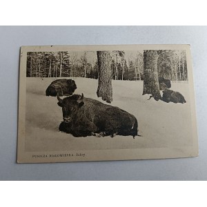 BIAŁOWIEŻA PUSZCZA BIAŁOWIESKA ŻUBR ŻUBRY, STEMPEL, ZNACZEK, 1934 R