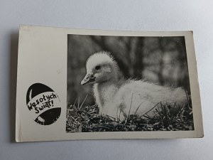 CHRISTMAS POSTCARD DUCKLING DUCKLING