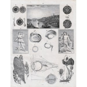GRUDZIĄDZ. Vedute mit Burgruine von der Seite der Weichsel, mythologische Figuren, anatomische Details (Knospe)...