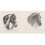 HIPPY, HORSES. Two engravings on a common sheet, depicting the heads of horses; drawn and engraved. J.A. Klein (179...