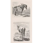 HIPPY, HORSES. Two engravings on a common sheet: 1) draft horse, plate dimension 92x79 mm; 2) grazing co...