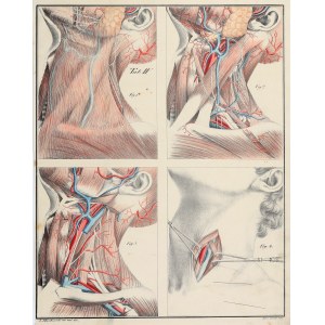 BIERKOWSKI, LUDWIK JÓZEF. Tablica anatomiczna (Tab. IV) - anatomia szyi; rys. z natury L.J…