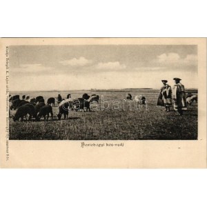 Hortobágy, kosnyáj, magyar folklór. Telegdi K. Lajos utóda kiadása. Haranghy Gy...