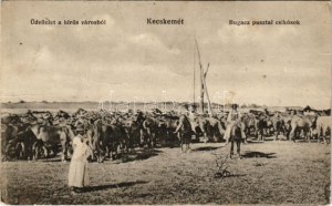 1916 Kecskemét, Bugac pusztai csikósök, magyar folklór. Fekete Gyula kiadása - Üdvözlet a hírös városból (fa...