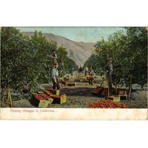 California, Picking Oranges. M. Rieder (fl)