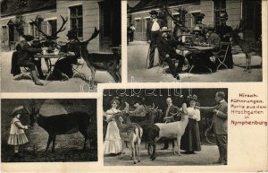 1909 München, Munich; Hirschfütterungen, Partie aus dem Hirschgarten in Nymphenburg. Ludwig Zrenner / deer garden...