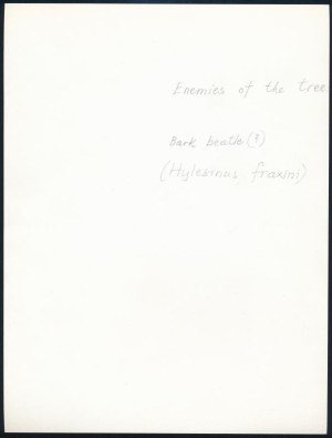 cca 1936 Kinszki Imre (1901-1945) budapesti fotóművész hagyatékából, jelzés nélküli vintage fotó...