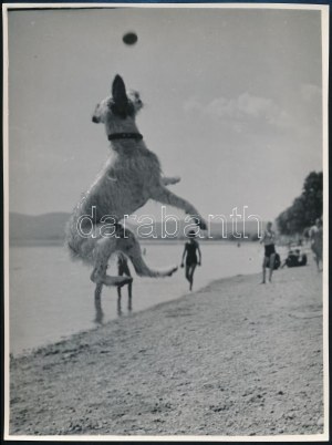 cca 1936 Kinszki Imre (1901-1945) budapesti fotóművész pecséttel jelzett vintage fotóművészeti alkotása (kutyás kép)...
