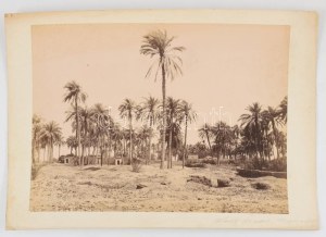cca 1890-1900 Jean Pascal Sébah (1872-1947): Sheik Abada (Egyiptom, Antinoopolis, ma: El Sheikh Ibada)...