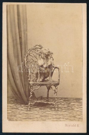 cca 1865-1870 Kutya műtermi portréja, vizitkártya Divald Károly (1830-1897) eperjesi műterméből (,...