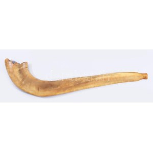 Sófár. kosszarv, oroszországi zsidó közösség, cca 19. sz. közepe - második fele, jelzés nélkül, h: 38 cm /// Shofar...