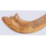 Sófár. kosszarv, oroszországi zsidó közösség, cca 19. sz. közepe - második fele, jelzés nélkül, h: 38 cm /// Shofar...