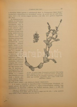 Dejtéri Borbás Vince: A Balaton tavának és partmellékének növényföldrajza és edényes növényzete. Kiadja...