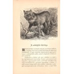 Hankó Vilmos: Székelyföld. A képeket rajzolták: Goró Lajos, Huszka József és Tull Ödön. 115 eredeti képpel. Budapest, ...