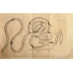 Daniel Sennertus: Practicae Medicinae Liber II-III. Liber Secundus [II.]: De Athritide Tractatus...