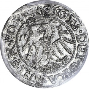 RR-. Zygmunt I Stary, Szeląg 1546 Gdańsk, nienotowane legendy