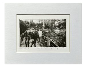 Agata Perzyńska, Cow in Sopot 2022