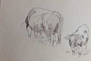 Ludwik Maciąg, Animal Study, bull's back and front