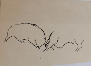 Ludwik Maciąg, Fighting Bulls