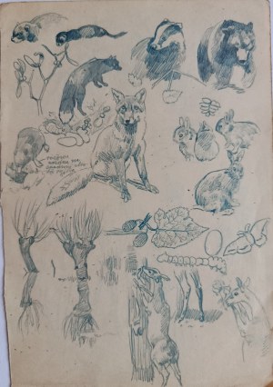 Louis Maciag, Study of Animals and Plants